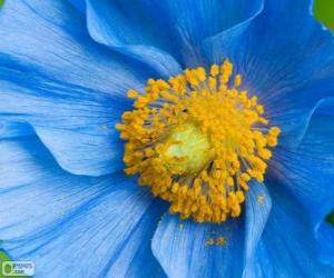 Puzzle Μπλε λουλούδι